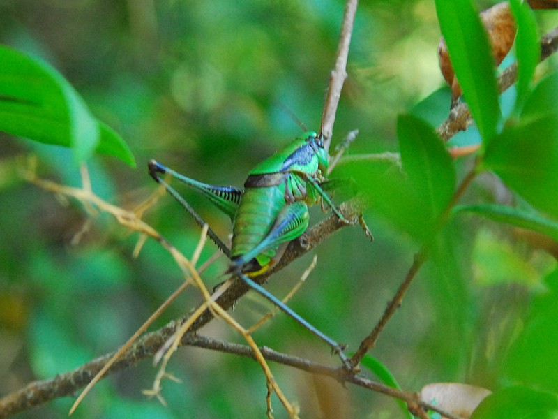 Eupholidoptera chabrieri