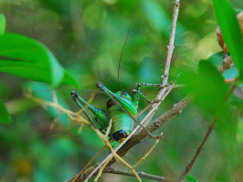 Eupholidoptera chabrieri