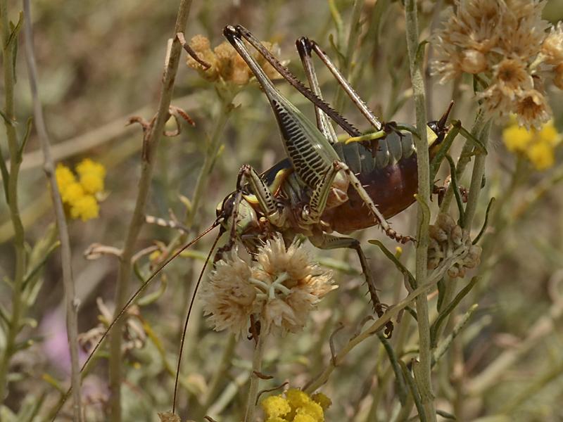 Eupholidoptera chabrieri