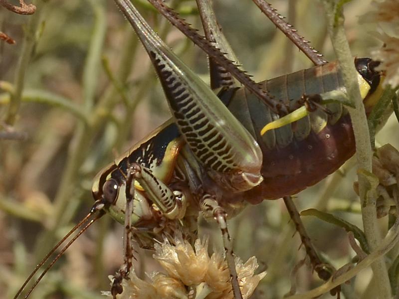 Eupholidoptera chabrieri