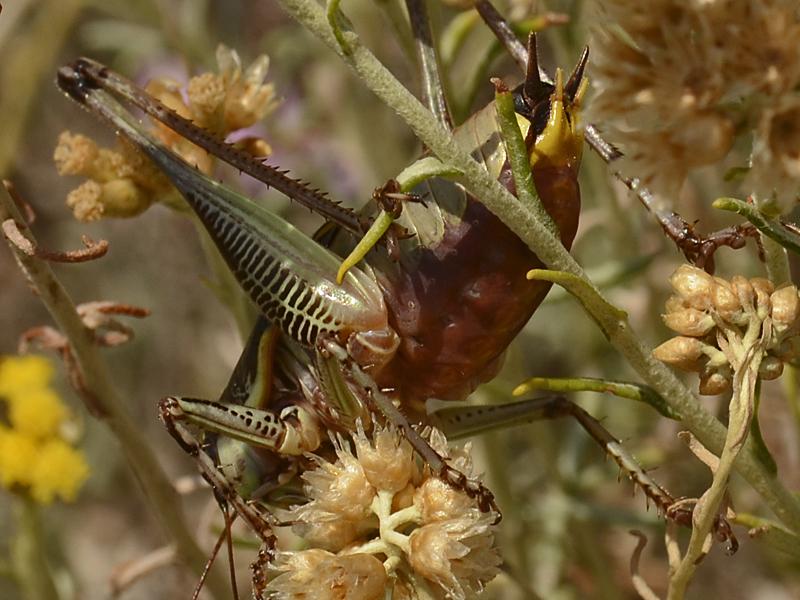 Eupholidoptera chabrieri