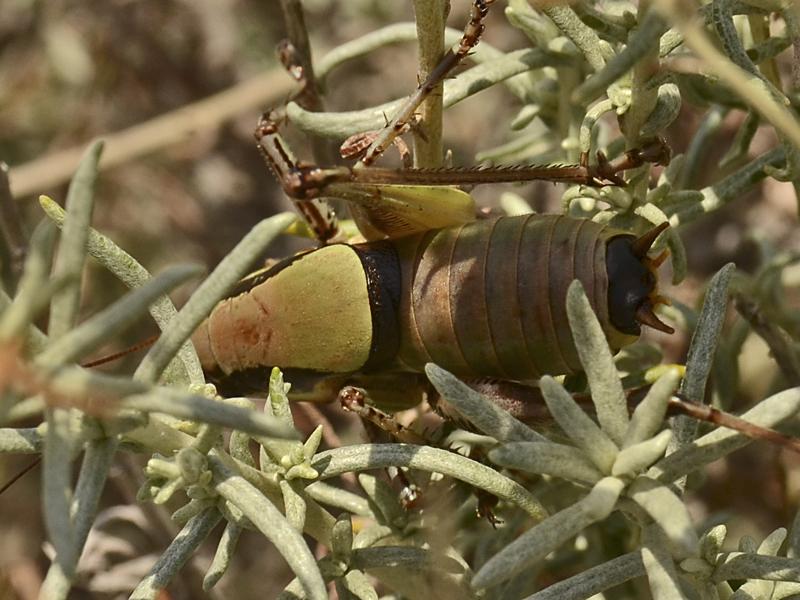 Eupholidoptera chabrieri