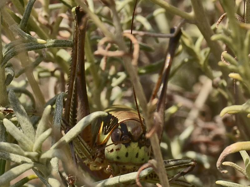 Eupholidoptera chabrieri