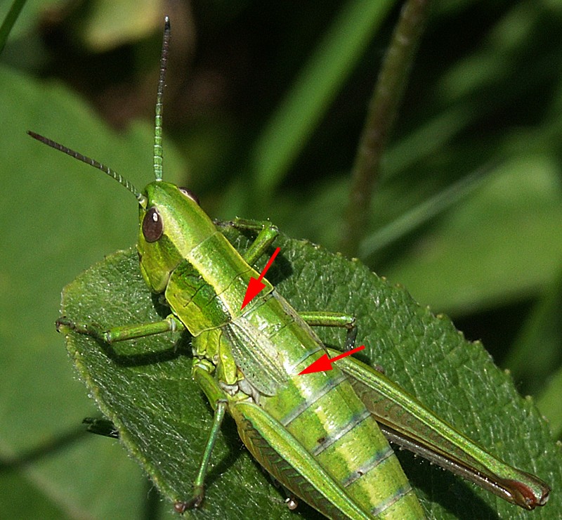 Euthystira brachyptera