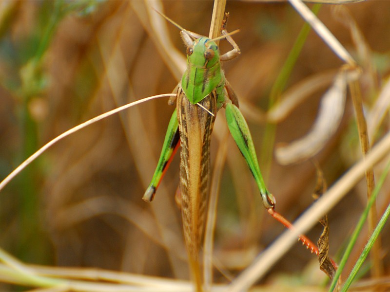 Locusta migratoria