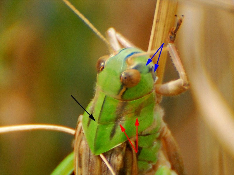 Locusta migratoria