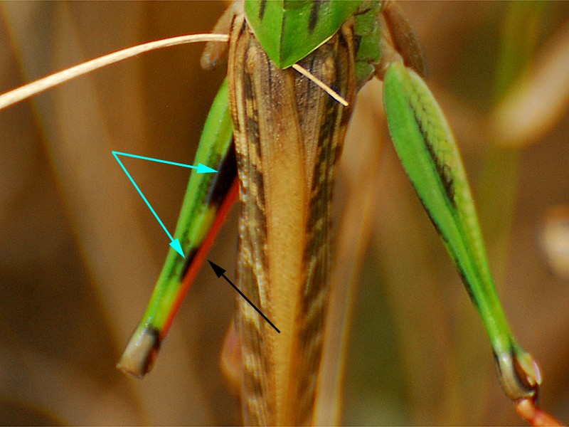 Locusta migratoria