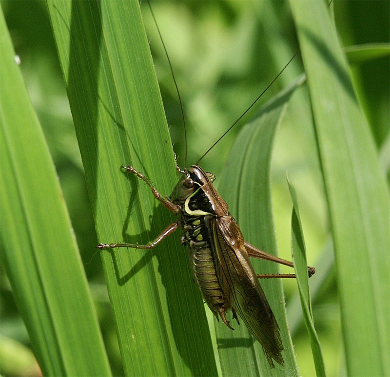 Metrioptera roeseli