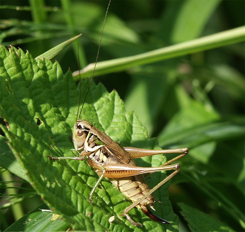 Metrioptera roeseli