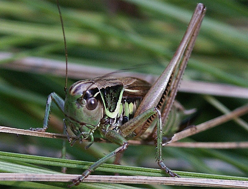 Metrioptera roeseli