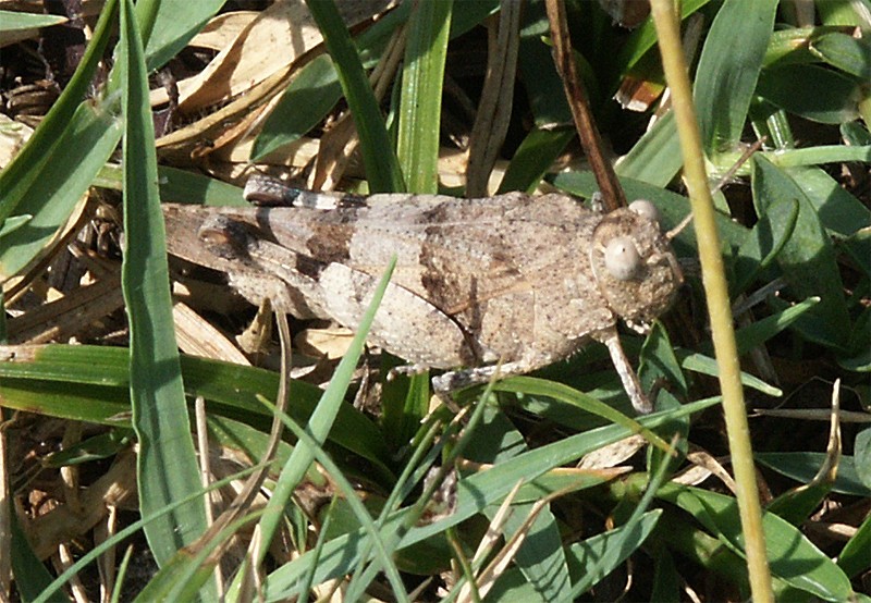 Oedipoda caerulescens