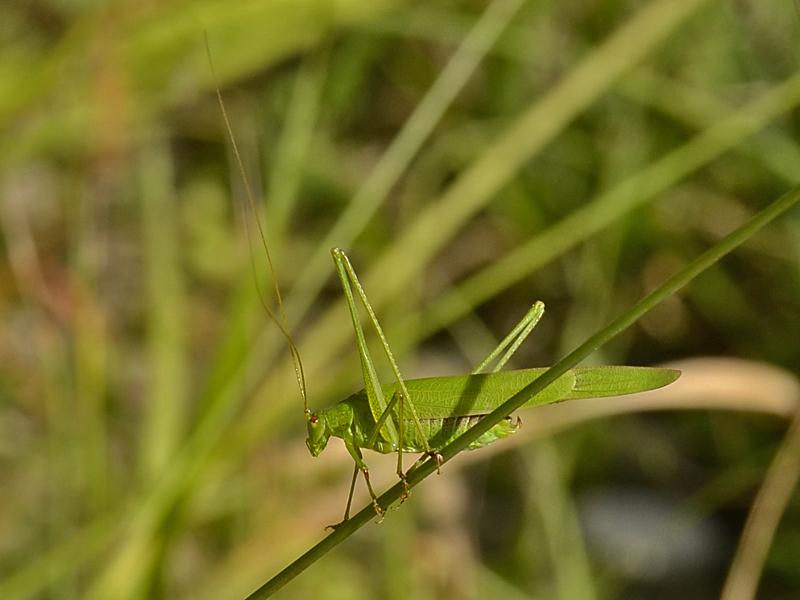 Phaneroptera falcata