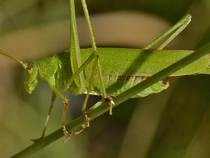 Phaneroptera falcata