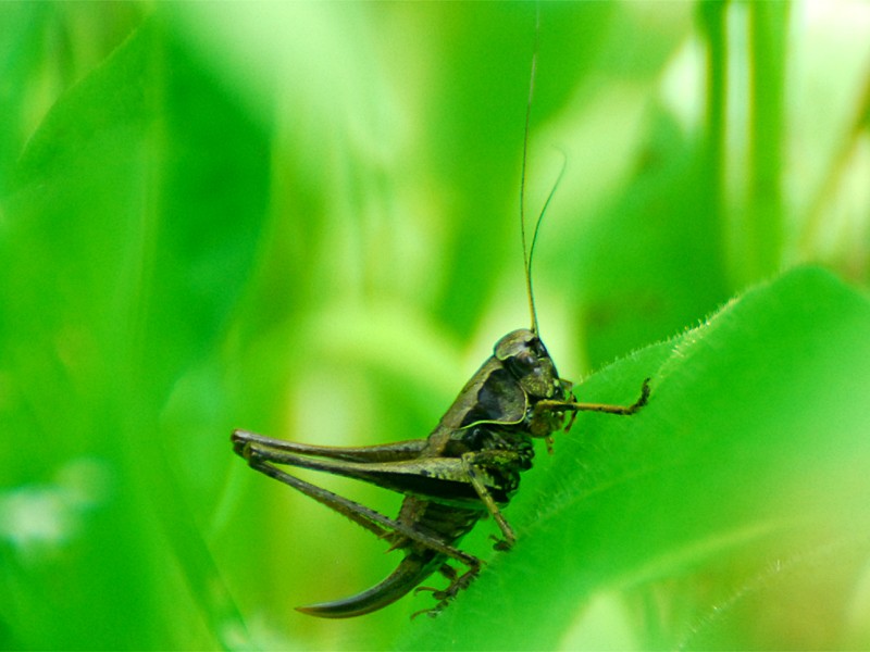 Pholidoptera griseoaptera