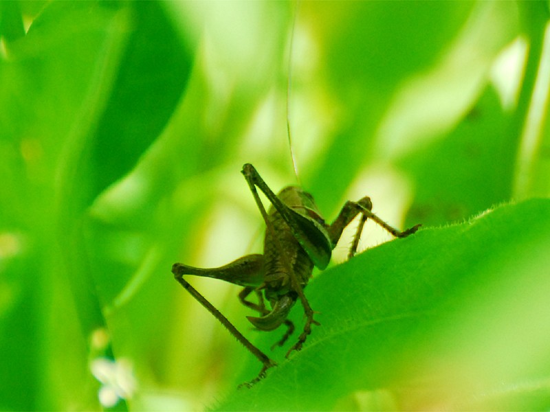 Pholidoptera griseoaptera