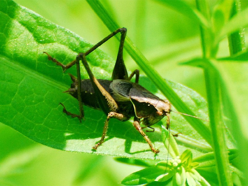 Pholidoptera griseoaptera