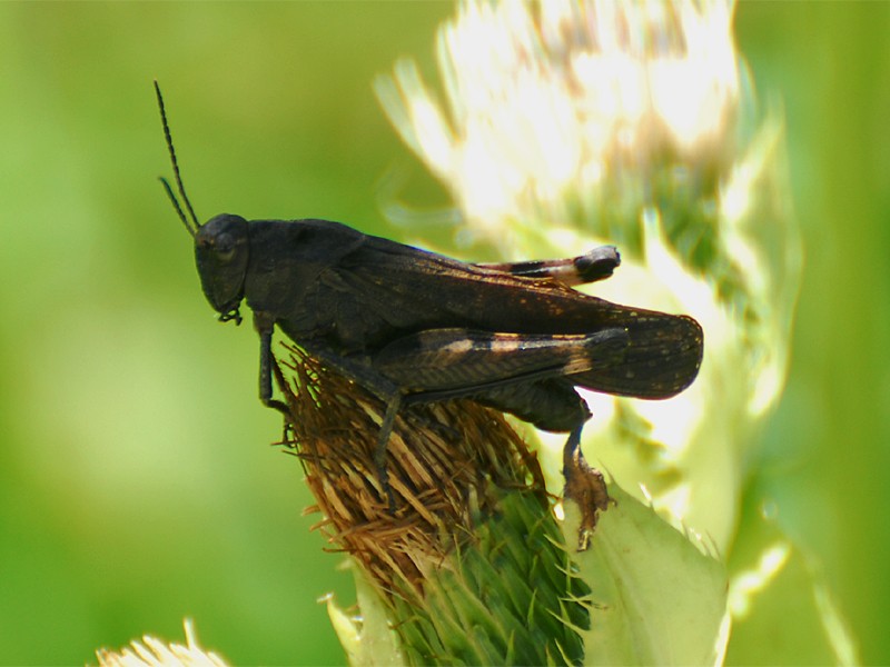 Psophus stridulus