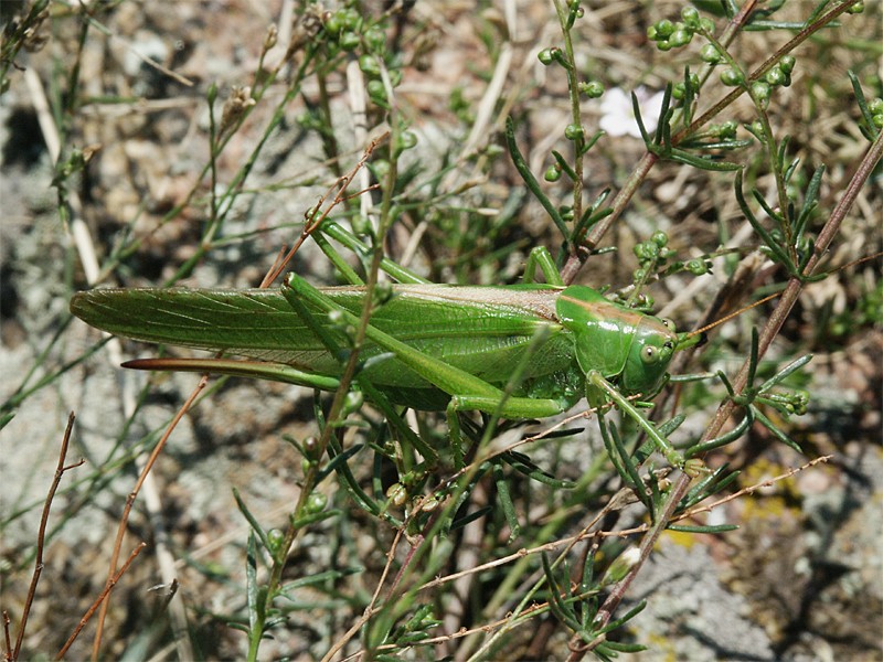 Tettigonia viridissima