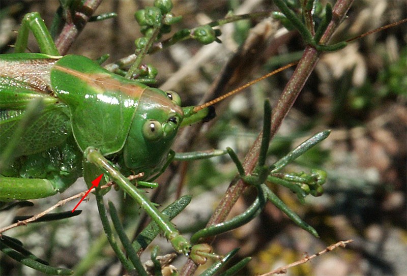 Tettigonia viridissima