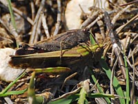 Braune Strandschrecke