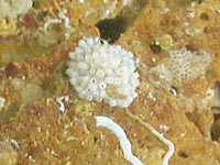 Cellepora pumicosa