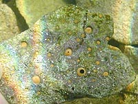 Clionidae