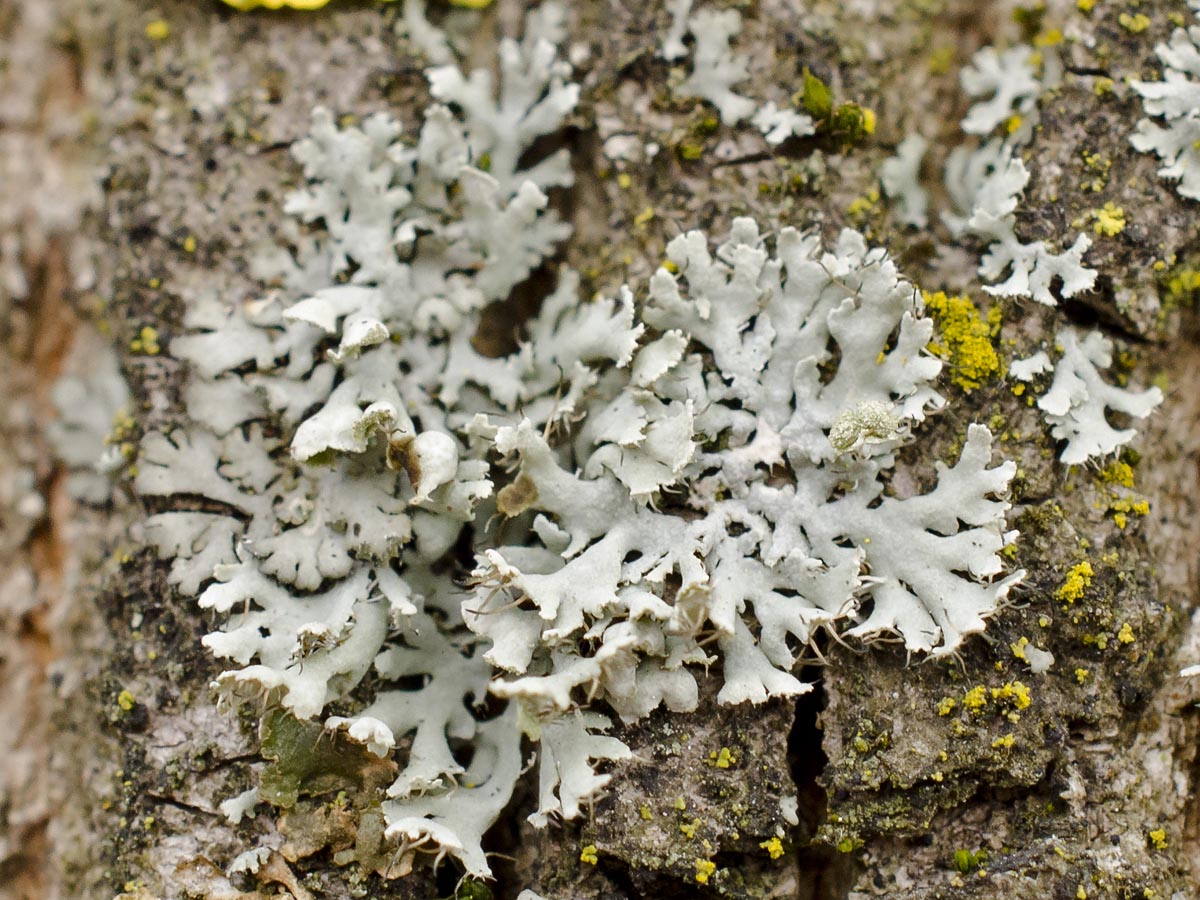 Physcia tenella