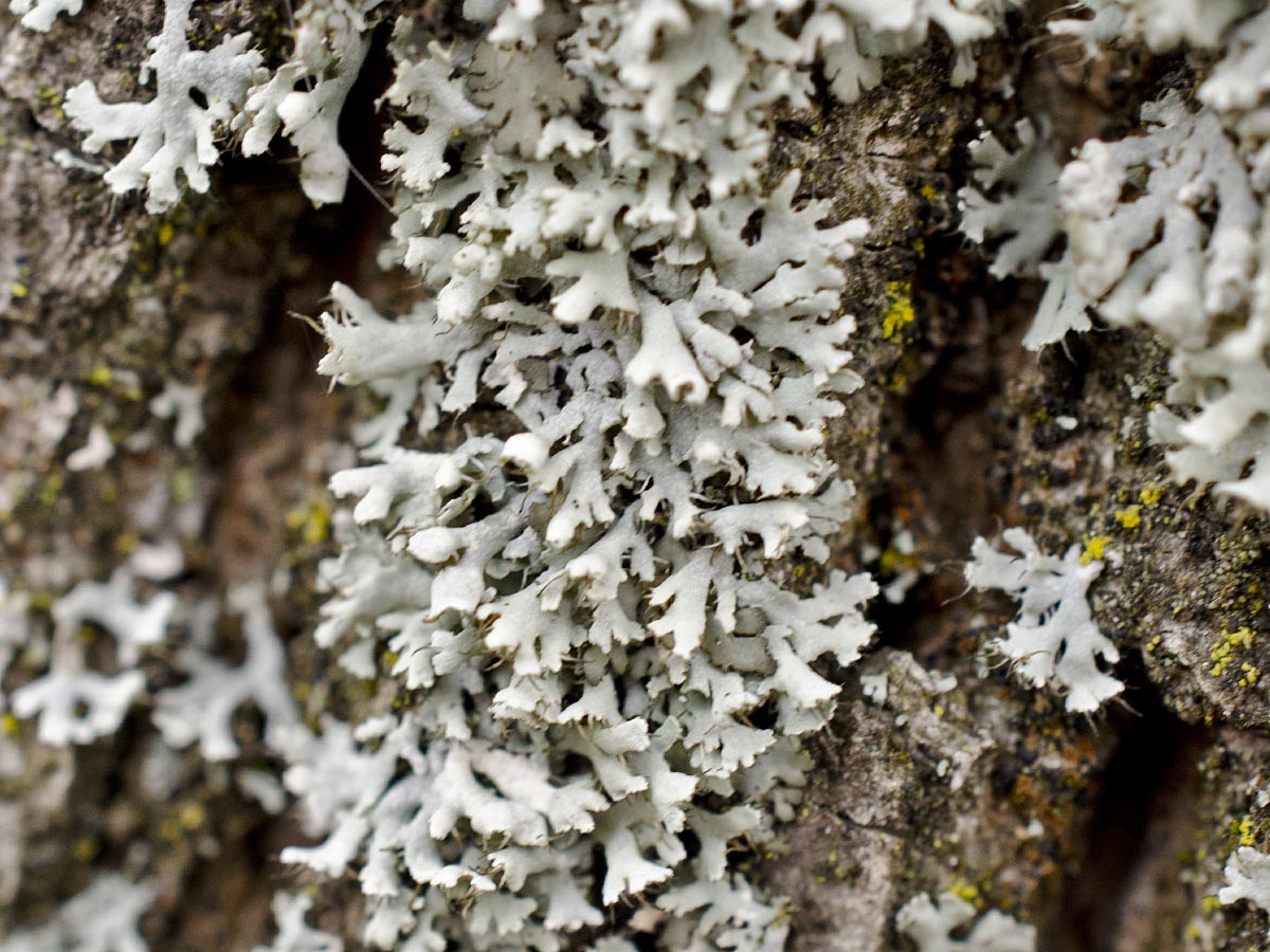 Physcia tenella