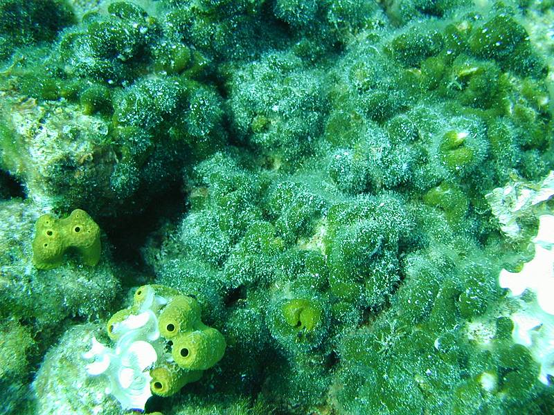 Codium effusum
